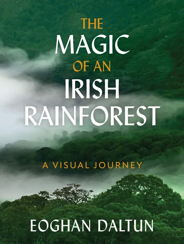 The Magic of an Irish Rainforest